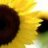 sunflower235